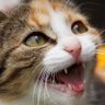 あおい profil fotoğrafı