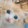 AnnAnne 🌍🌱⏳Ceasefire NOW profil fotoğrafı