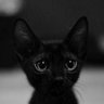 Nelson Le's profile picture