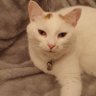 Bobbie@izzycat profil fotoğrafı
