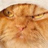 mordor cat 的头像