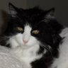 LuckyLuke's profile picture