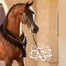 الوجود's profile picture