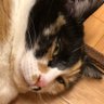 ちゃや's profile picture