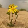 ....... 的头像