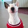 ᴍɪ ᴘᴇʀʀᴀ ᴅᴏʟᴏʀᴇs!!!!'s profile picture