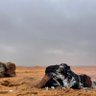 Фото профиля مخـتلـف