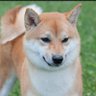 海王丸Ⅱ profil fotoğrafı