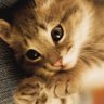 ナギ profil fotoğrafı