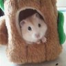 ハナちゃん🐭Pvt🪤 的头像