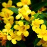 Jasmine🌺 profil fotoğrafı
