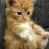 arbaz khan profil fotoğrafı