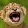 Profilbild von cyril