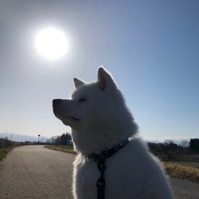 秋田犬 海 カイ♡'s profile picture