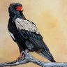 Chiwokomuhomwe muHarare profil fotoğrafı