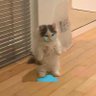 Profilbild von Nankör Kedi