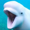 Profilbild von Mayo the beluga