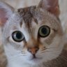 KIKU(元カメラレンズ設計者) profil fotoğrafı