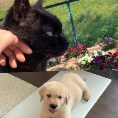 KURO & L's profile picture