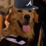 President Airbud 的头像