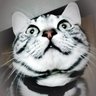 Profilbild von Mineo.S