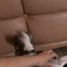 Фото профиля クロはぁん