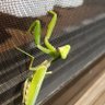 Фото профиля すえ(検証中)