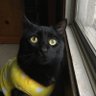 satomi -Chan profil fotoğrafı