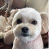 たまみちぷうまま profil fotoğrafı