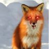 redfoxpunk 的头像