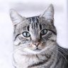 Handsome Cat ✪ 的头像