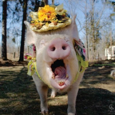 Esther TheWonder Pig's profile picture
