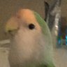 Profilbild von Kiwi