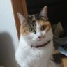 Profilbild von ゆうとまま
