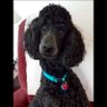 Poodle Mom's profile picture