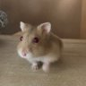 赤い目のハムちゃん's profile picture