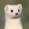 オニヤンマ@fujiyama's profile picture