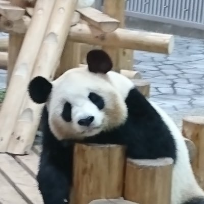 happyakopanda's profile picture