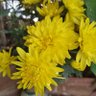 Фото профиля Ravi Bangalorean