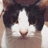 CATらいふ 的头像