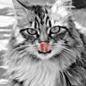 Binali Şencan(💙,🧡),🏆, 🛸 ,🐰,🐐's profile picture