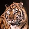 Rafael73-fire's profile picture