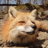 Q太郎 profil fotoğrafı