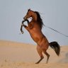 عراقي عراقي 的头像