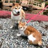 Фото профиля Miekoおばちゃん