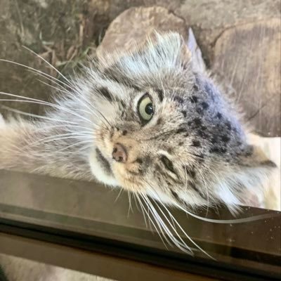 spectaclesuzuki's profile picture