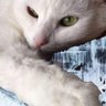 Profilbild von Τραγανός Δέλλας