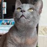 SShelkim profil fotoğrafı