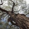 Фото профиля Ironbark