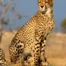 guepard 的头像